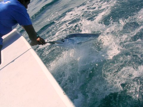 Reel Action Fishing Charters Tobago R.A.F.T